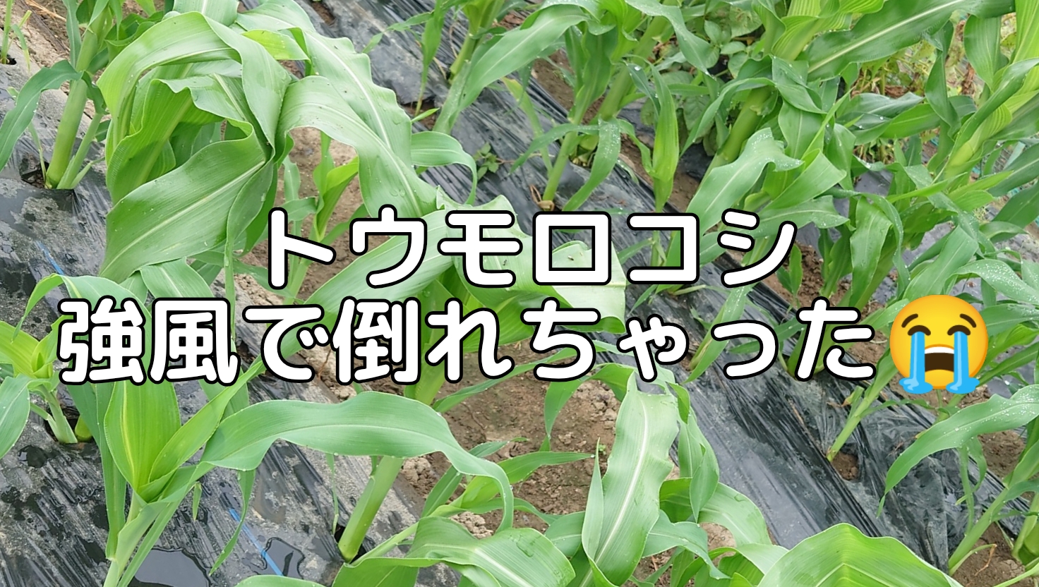 初心者向け家庭菜園 強風でトウモロコシ倒伏!土寄せと理由